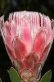 Protea venusta (red sugarbush) from the winter rain Karoo (5329545220).jpg