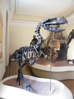 Quinta da Boa Vista Museu Nacional esqueleto dinossauro.jpg