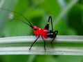 Red Suit and Black Pants.jpg