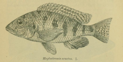 Regan 1922 Haplochromis ornatus.png