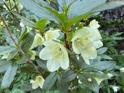 Rhododendron albiflorum JHT IMG 5899.jpg