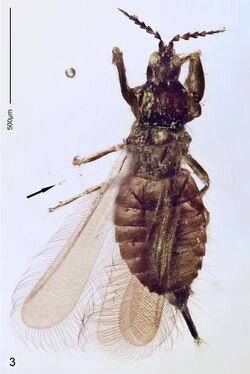 Rohrthrips jiewenae.jpg