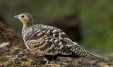 Chestnut-bellied sandgrouse