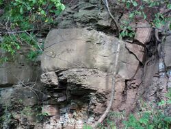 Sandstone (Greene Formation, Dunkard Group, Lower Permian; Clark Hill section, Long Ridge, Monroe County, Ohio, USA) 10 (31206070732).jpg