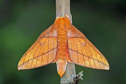 Saturnid moth (Adeloneivaia jason).jpg