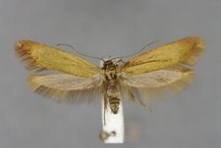 Scythris-obscurella-M-Salzburg, Tennengau, Golling, Bluntautal-E-MK-25278a.JPG