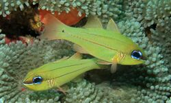 Seale's Cardinalfish (Apogon sealei) (6058930501).jpg