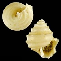 Seashell Seguenzia dabfari.jpg