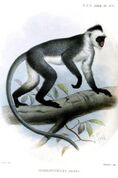 Drawing of gray monkey