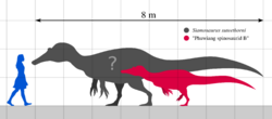 Siamosaurus suteethorni size comparison by PaleoGeek.svg