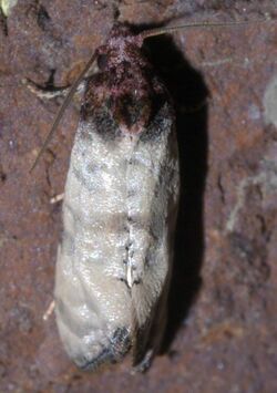 Phalonidia lavana pictured from the top against a brick background. The top of the moth's head, as well as its back, are clearly visible, and the moth is centered in the image.