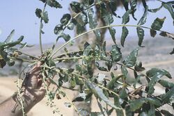 Socotra-Boswellia elongata.jpg