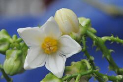 Solanum pachyandrum, blomma.jpg
