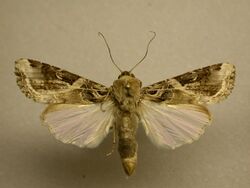 Spodoptera androgea.jpg