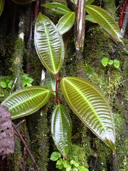 Starr 031118-0115 Miconia calvescens.jpg