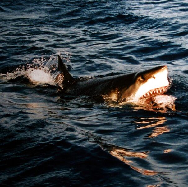 File:Surfacing great white shark.jpg