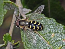 Syrphidae - Scaeva selenitica (male) .jpg