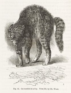 Terrified cat from Darwin's Expression of Emotions.... Wellcome L0049521.jpg
