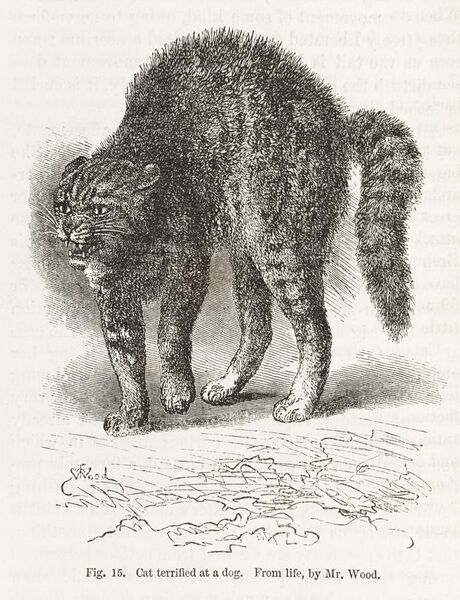 File:Terrified cat from Darwin's Expression of Emotions.... Wellcome L0049521.jpg
