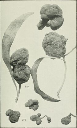 The rusts of Australia, their structure, nature, and classification (1906) (14587641697).jpg