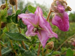 Thomasia grandiflora 1187.jpg