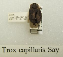 Trox capillaris sjh.jpg