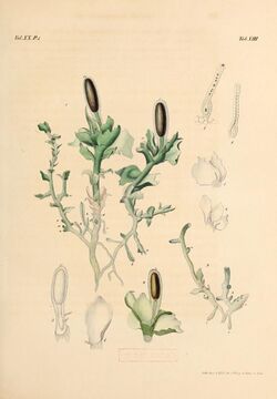Untersuchungen über Haplomitrium Hookeri (1843) plate XIII.jpg
