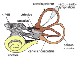 VestibularSystem la.png