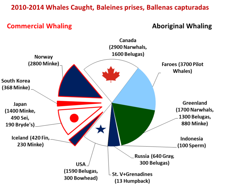 File:Whales caught recently.png