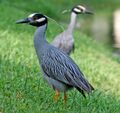 Yellow crowned night heron Florida 2010.JPG