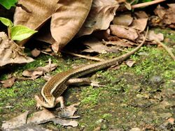 Zonosaurus madagascariensis (Zurich Zoo) - 2.JPG