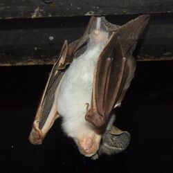 (1)Ghost Bat 080.jpg