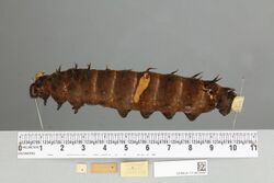 013603981 Ornithoptera priamus poseidon lateral larva.jpg