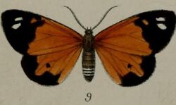 09-Aletis cunaxa=Pitthea cunaxa (Druce, 1887).JPG