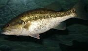 Largemouth bass underwater in a natural habitat