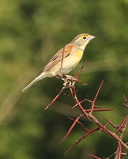 927 - DICKCISSEL (5-28-2018) rick evans prairie w m a, hemstead co, ar -01 (2) (42677954611).jpg