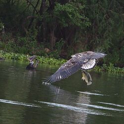 African fish eagle - immature - catches a fish (38184854171).jpg