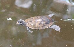 African forest turtle.jpg