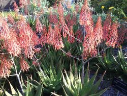 Aloe andongensis, Mt Coottha Botanical Gardens, Brisbane, Australia - panoramio (1).jpg