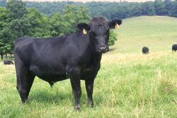 Angus cattle 24.jpg