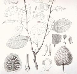 Annona bullata 2.jpg