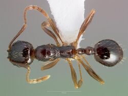 Aphaenogaster occidentalis casent0005725 dorsal 1.jpg