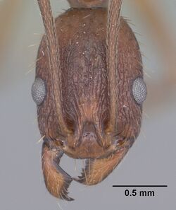 Aphaenogaster texana casent0102827 head 1.jpg