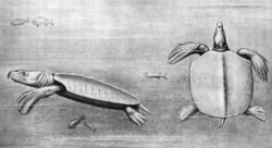 Pencil drawing of the left-side view on the left and the top-side view on the right, with some fish in the background