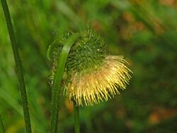 Asteraceae - Cirsium erisithales-004.JPG