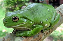 Australia green tree frog (Litoria caerulea) crop.jpg
