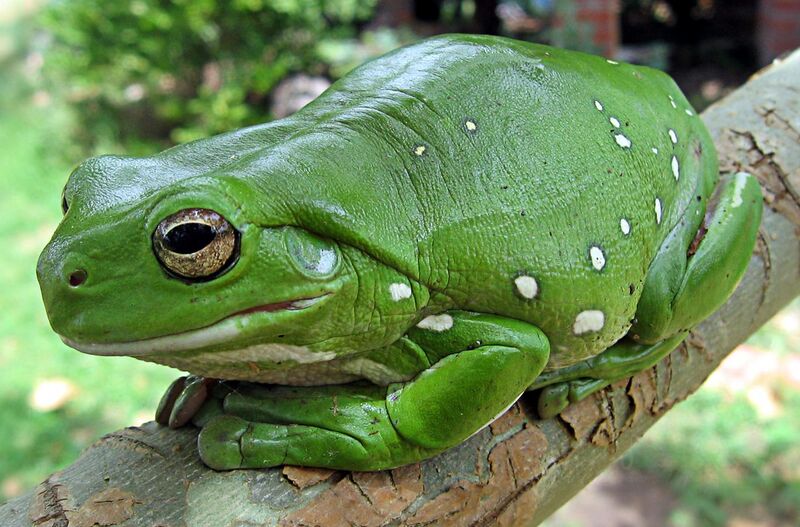 File:Australia green tree frog (Litoria caerulea) crop.jpg