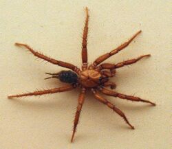 AustralianMuseum spider specimen 32.JPG