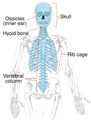 Axial skeleton diagram.svg