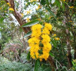 Azara lanceolata-flores.jpg